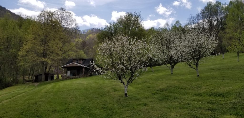 Cherry Trees in Bloom