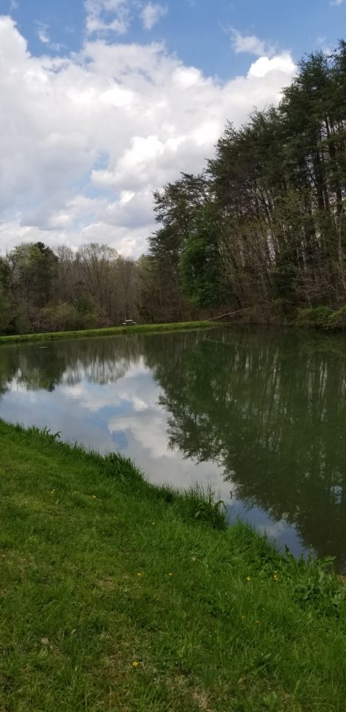 Relaxing Pond